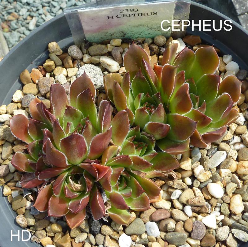 Cepheus / Jovi