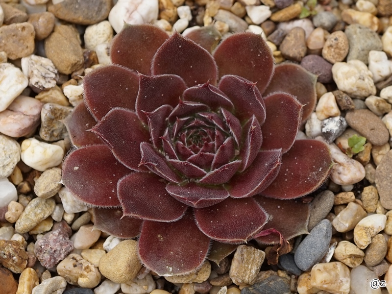 Cerame / Jovi