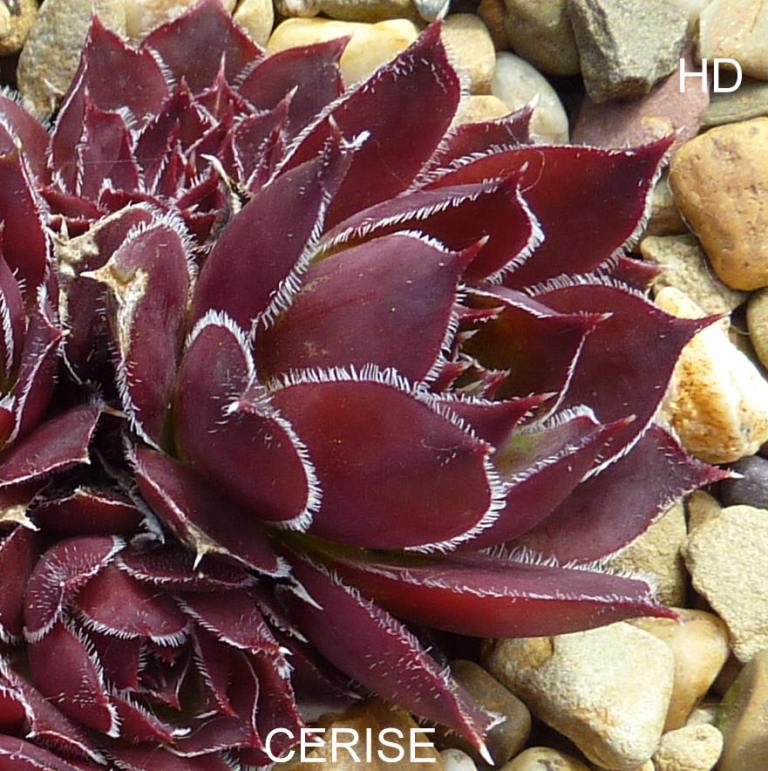 Cerise / Jovi