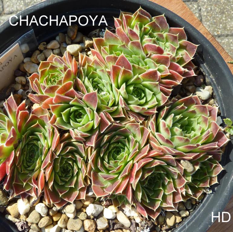 Chachapoya / Jovi