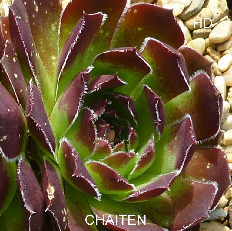 Chaiten / Jovi