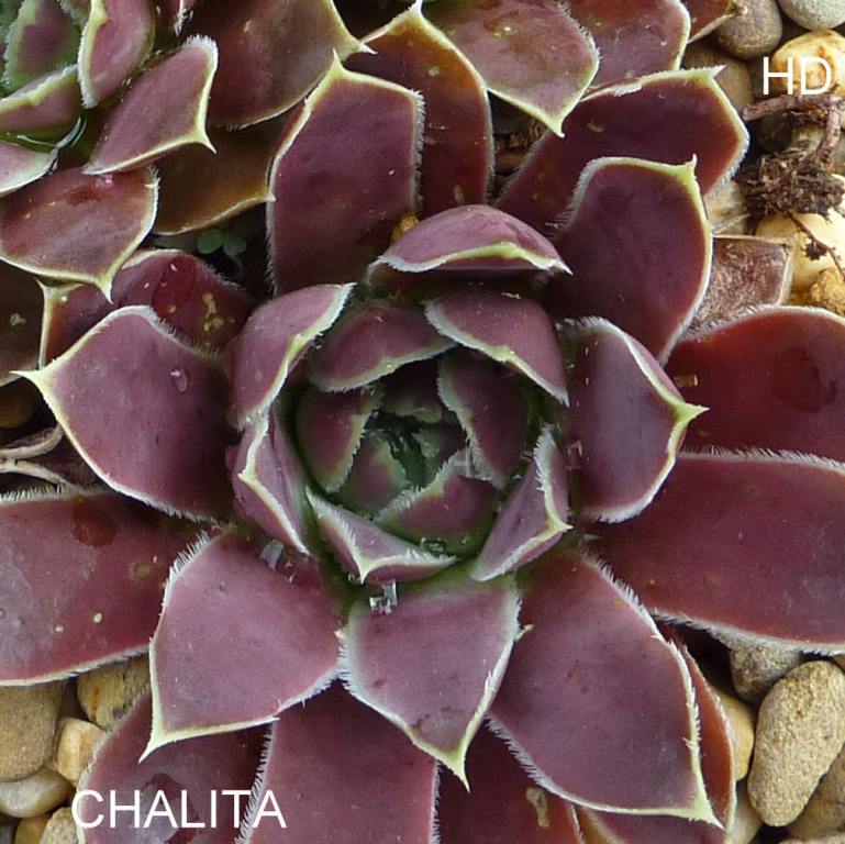 Chalita / Jovi