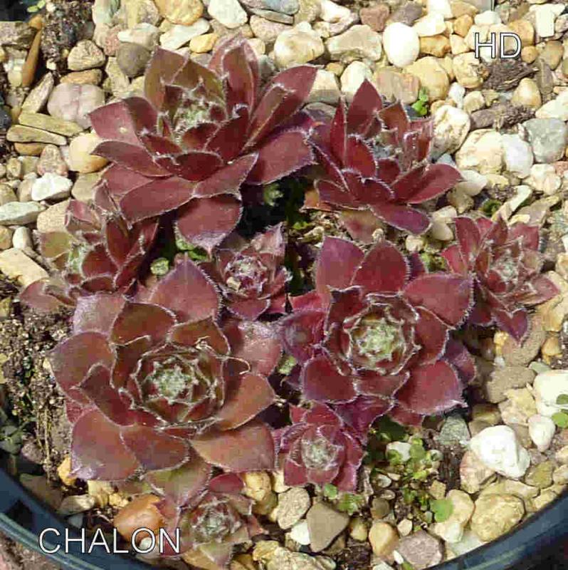 Chalon