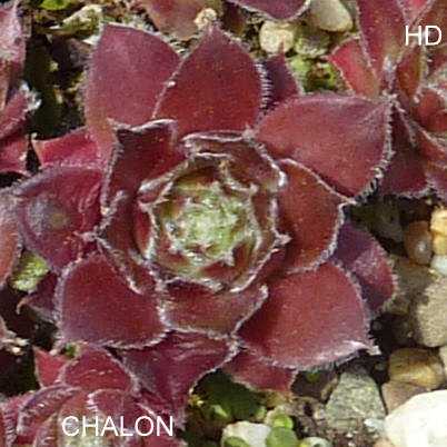 Chalon