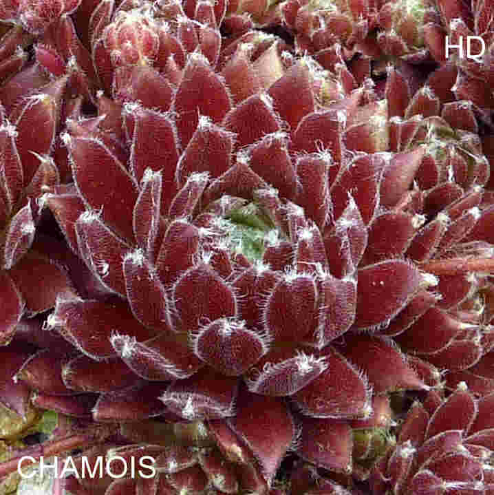 Chamois