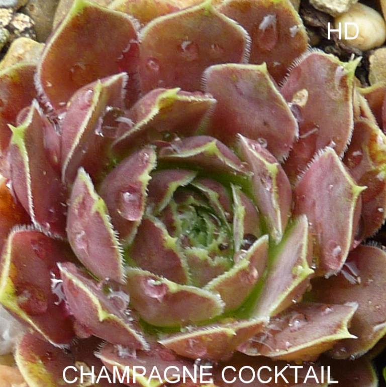 Champagne Cocktail / Jovi