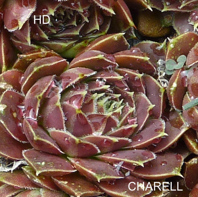 Charell / Jovi