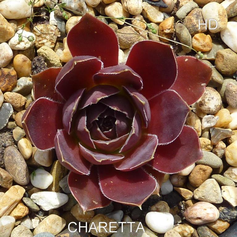 Charetta / Jovi