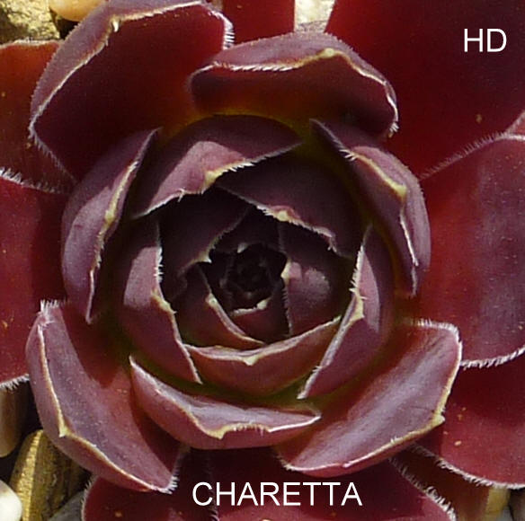 Charetta / Jovi