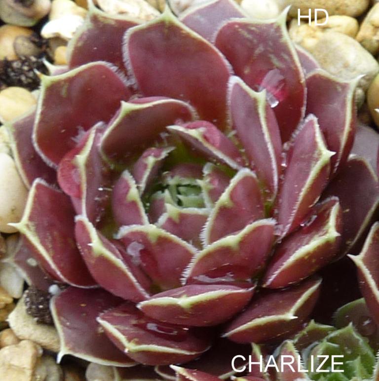 Charlize / Jovi
