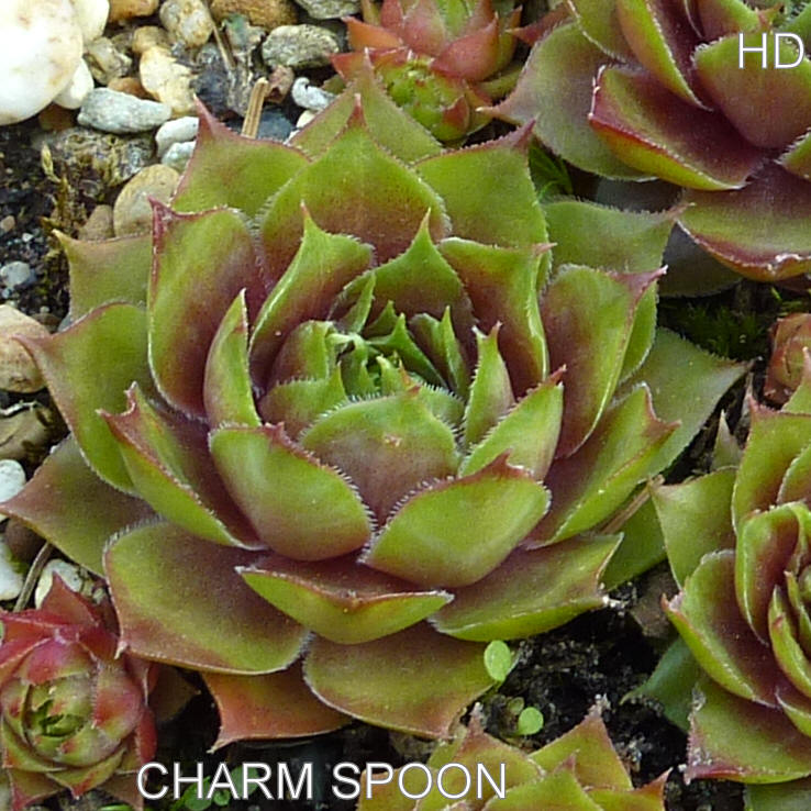 Charm Spoon