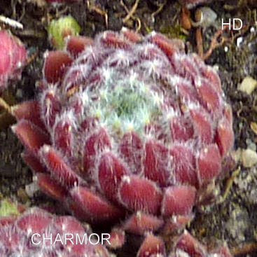 Charmor