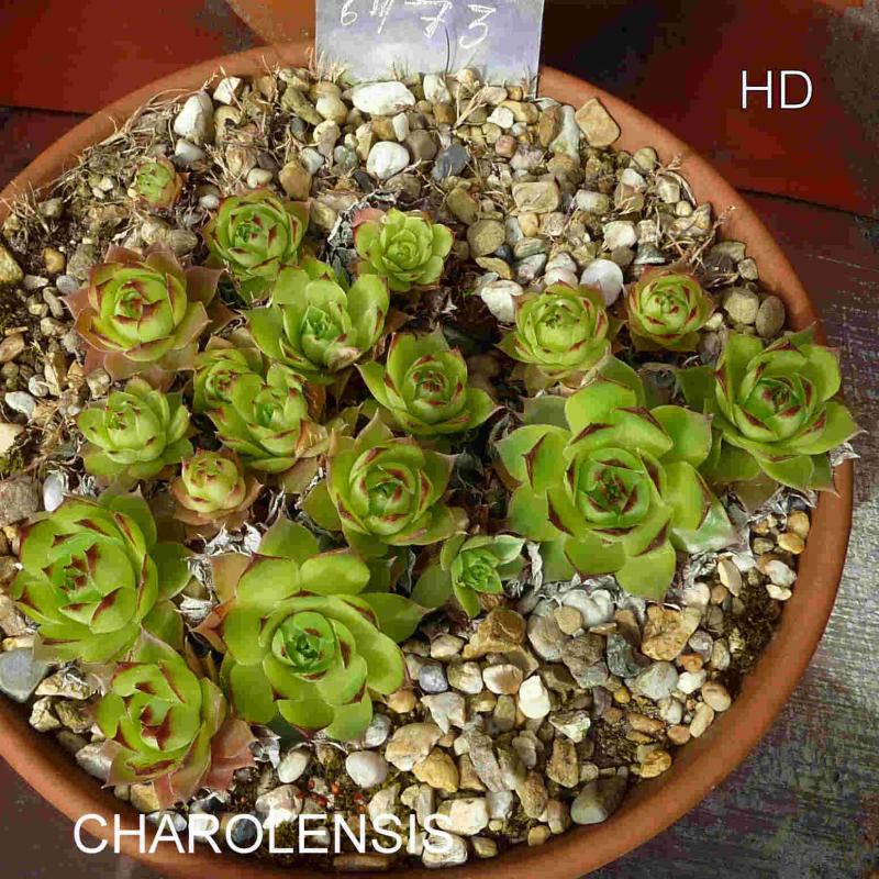 Charolensis