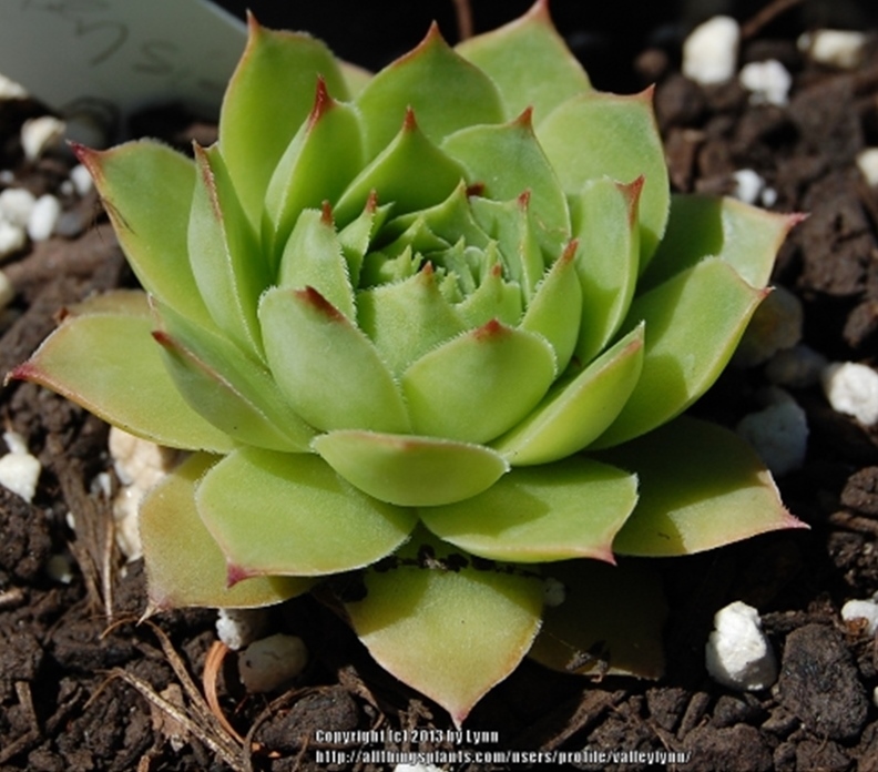 Charolensis