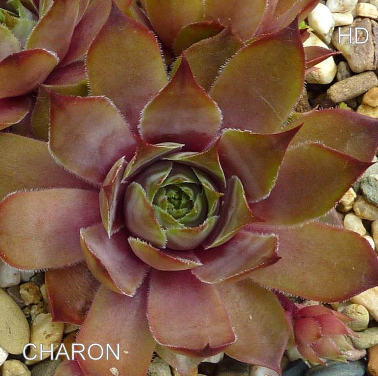 Charon