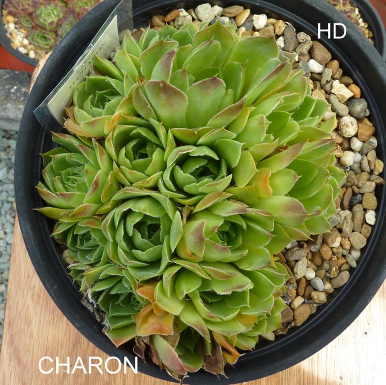 Charon / Jovi