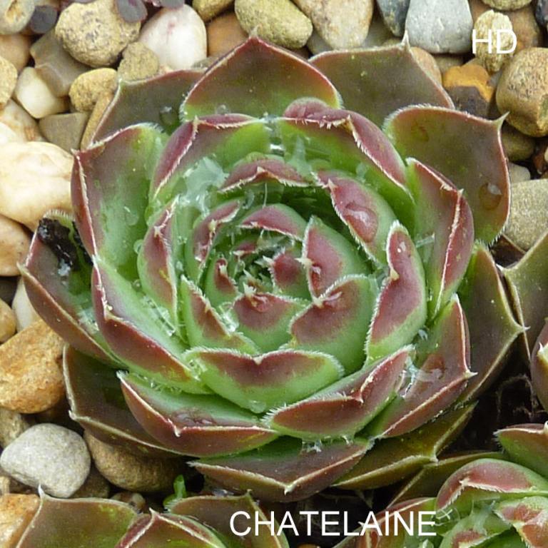 Chatelaine / Jovi