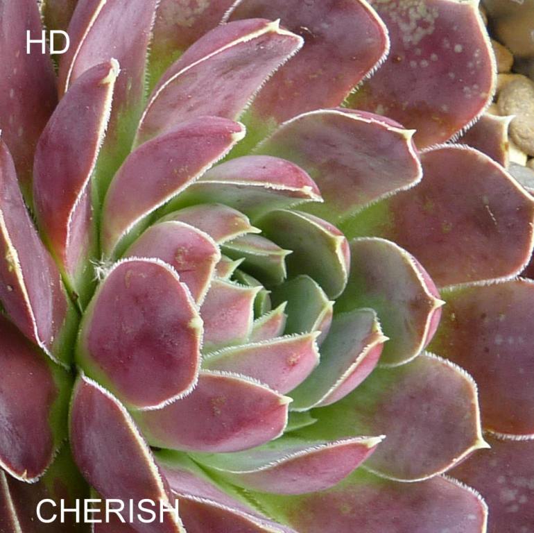 Cherish / Jovi