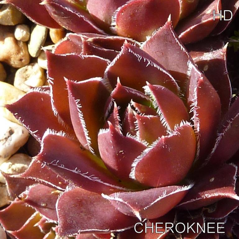 Cheroknee / Jovi