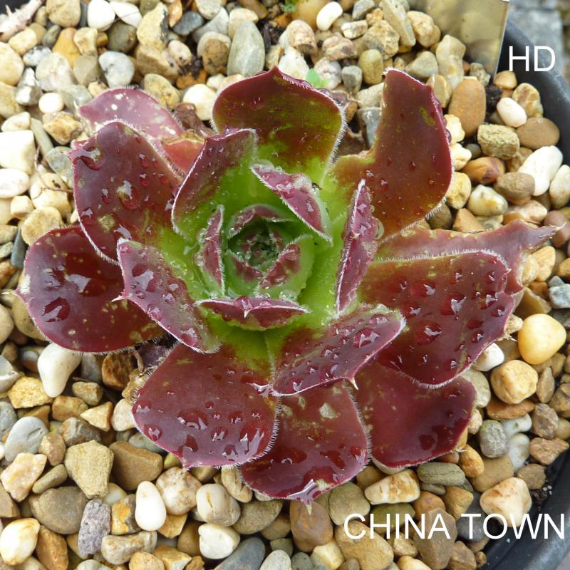 China Town / Jovi
