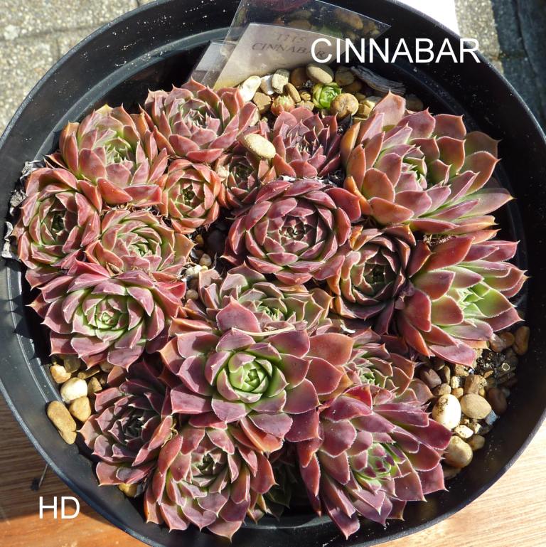 Cinnabar / Jovi