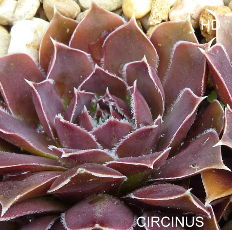 Circinus / Jovi