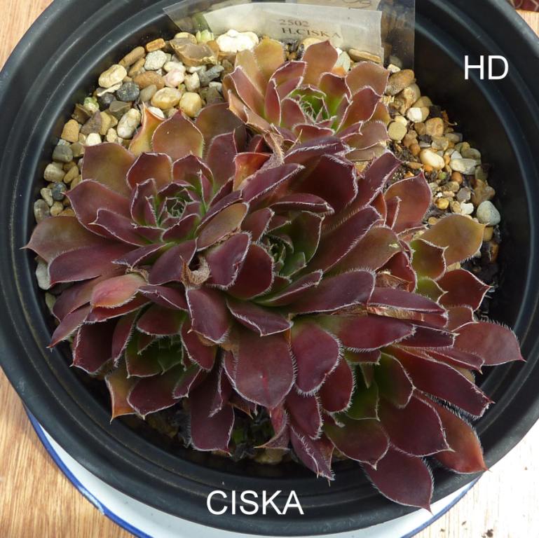Ciska / Jovi
