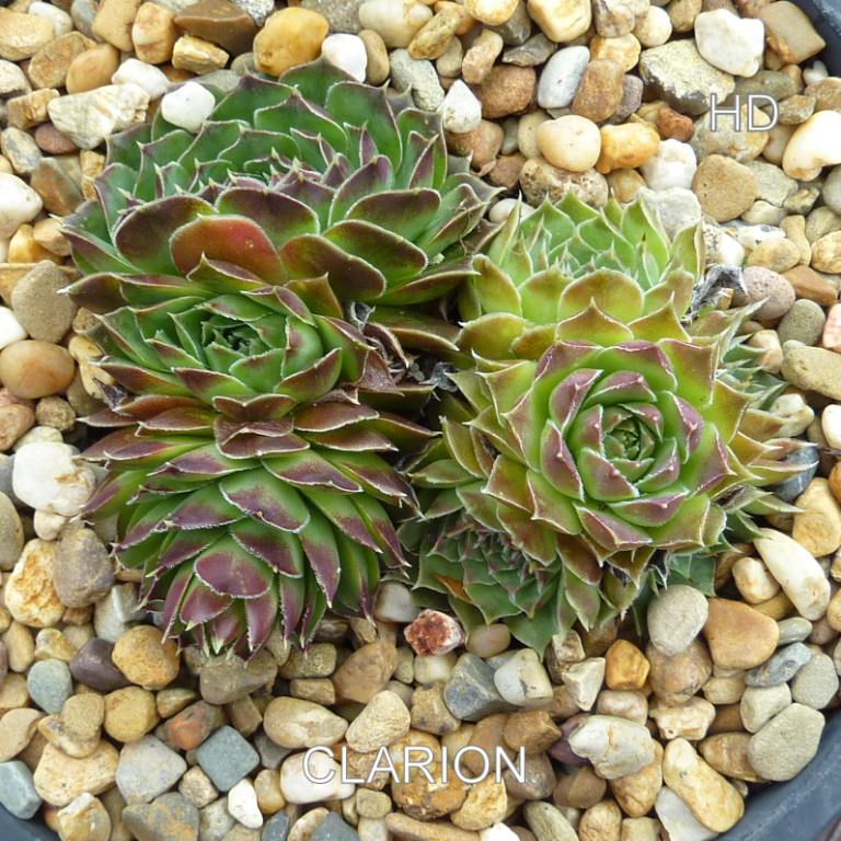 Clarion / Jovi