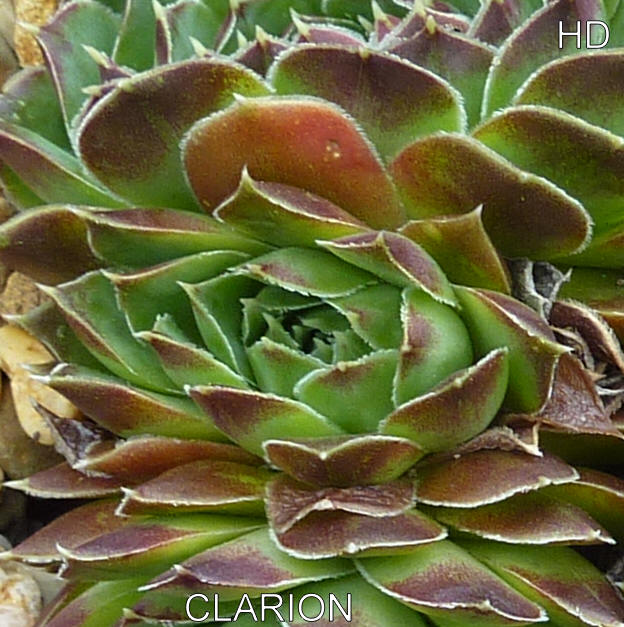 Clarion / Jovi