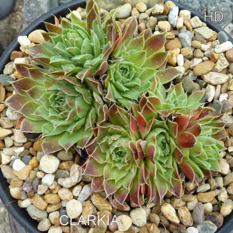 Clarkia / Jovi