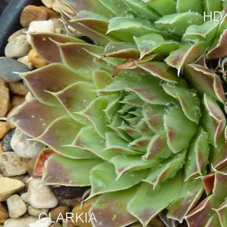 Clarkia / Jovi