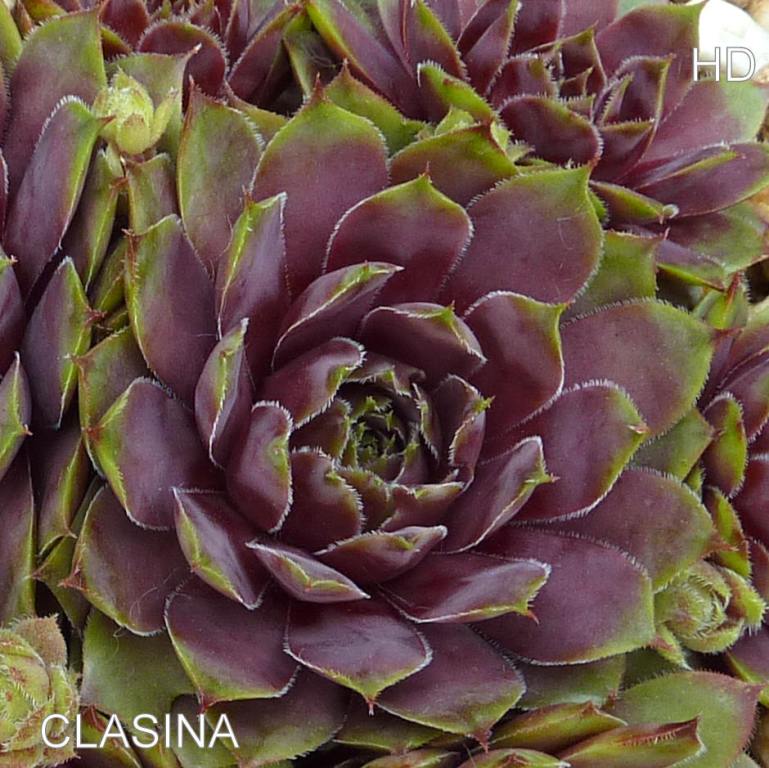 Clasina