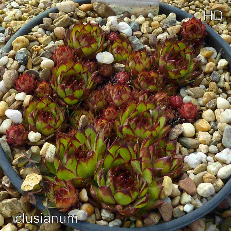 tectorum var. tectorum (clusianum)