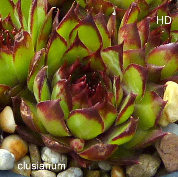 tectorum var. tectorum (clusianum)
