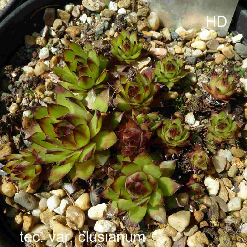 tectorum var. tectorum (clusianum)