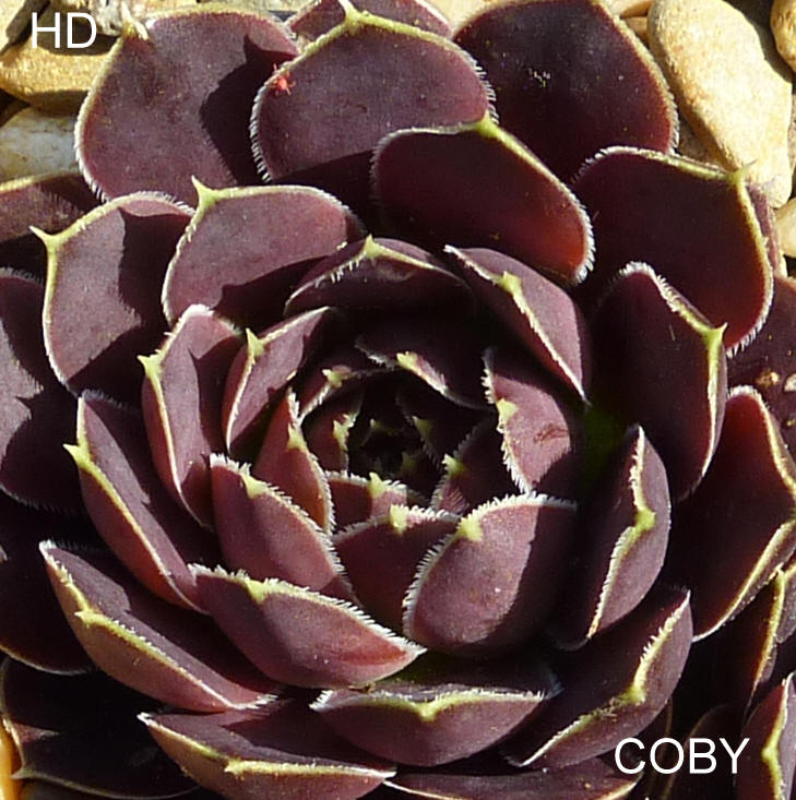 Coby / Jovi