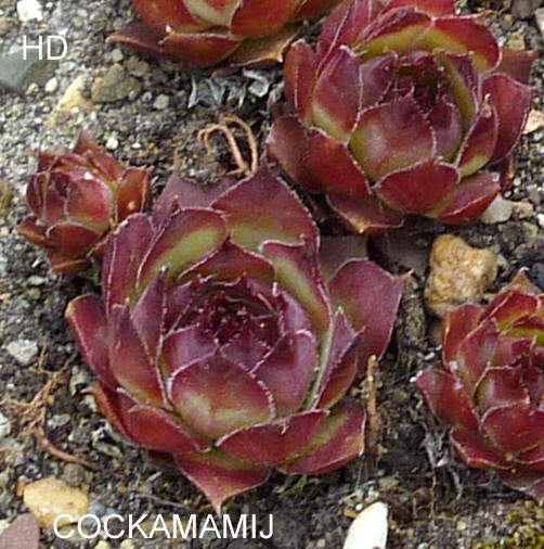 Cockamamij
