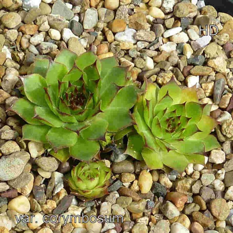 tectorum var. tectorum (corymbosum)