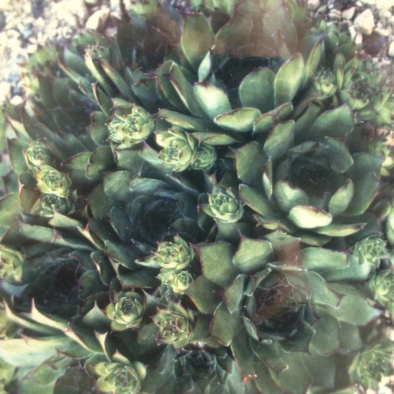 tectorum var. tectorum (corymbosum)