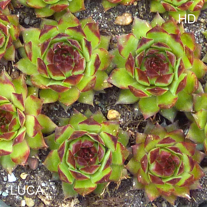 Luca