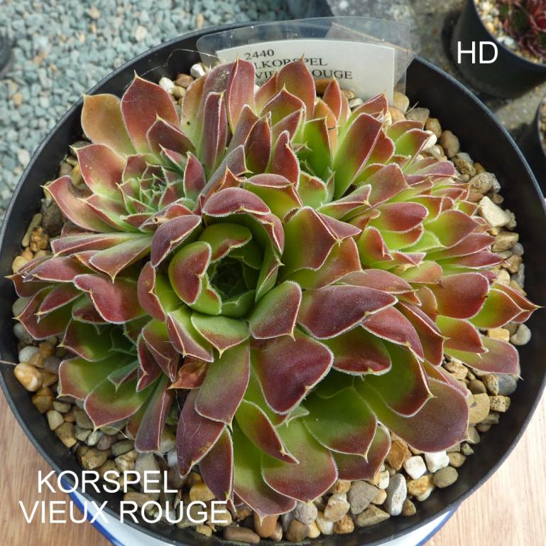 Korspel Vieux Rouge / Jovi