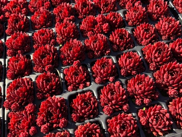 Coral Red®