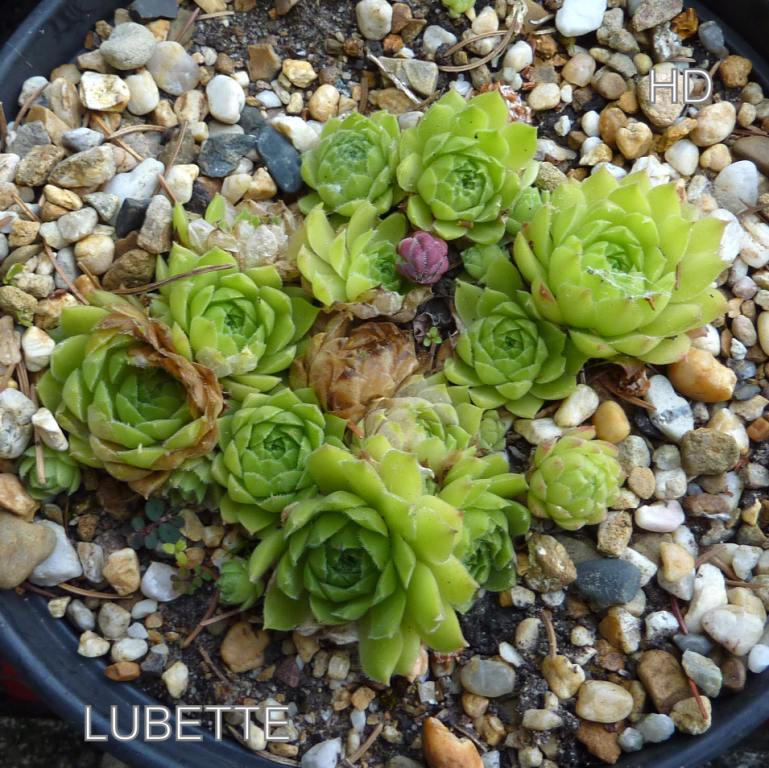 Lubette