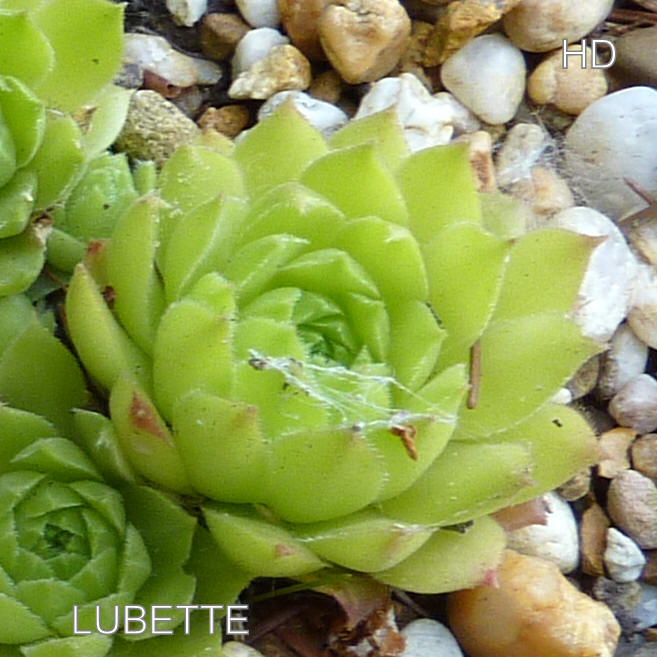 Lubette