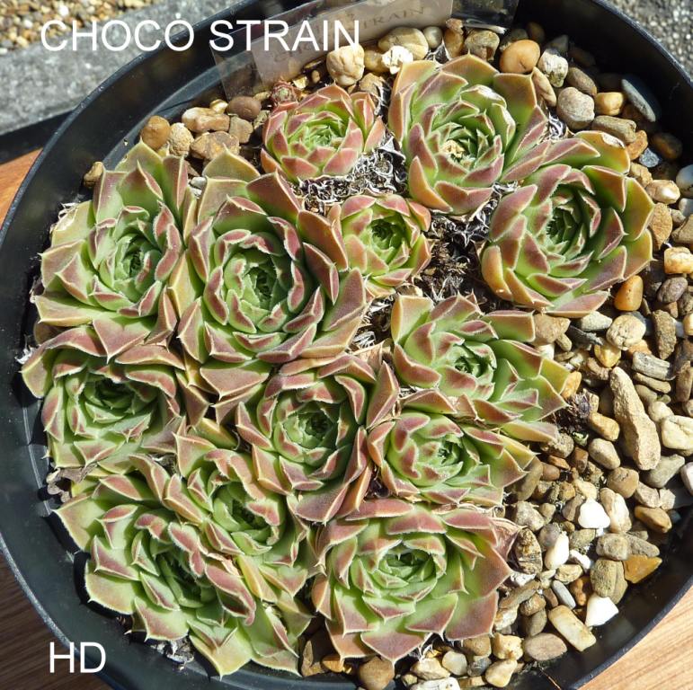 Choco Strain / Jovi