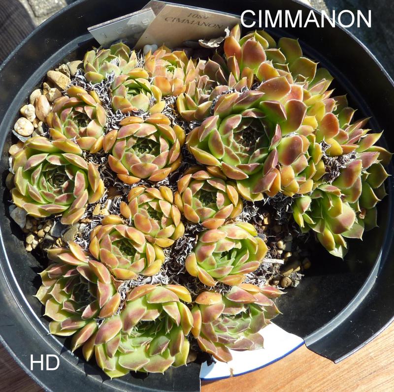 Cimmanon / Jovi