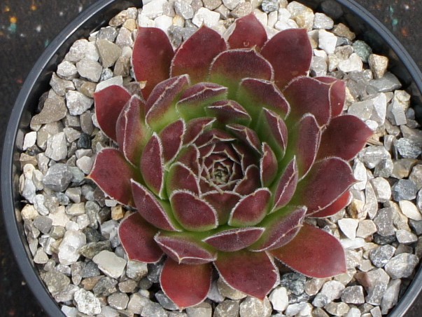 Korspel Vieux Rouge / Jovi