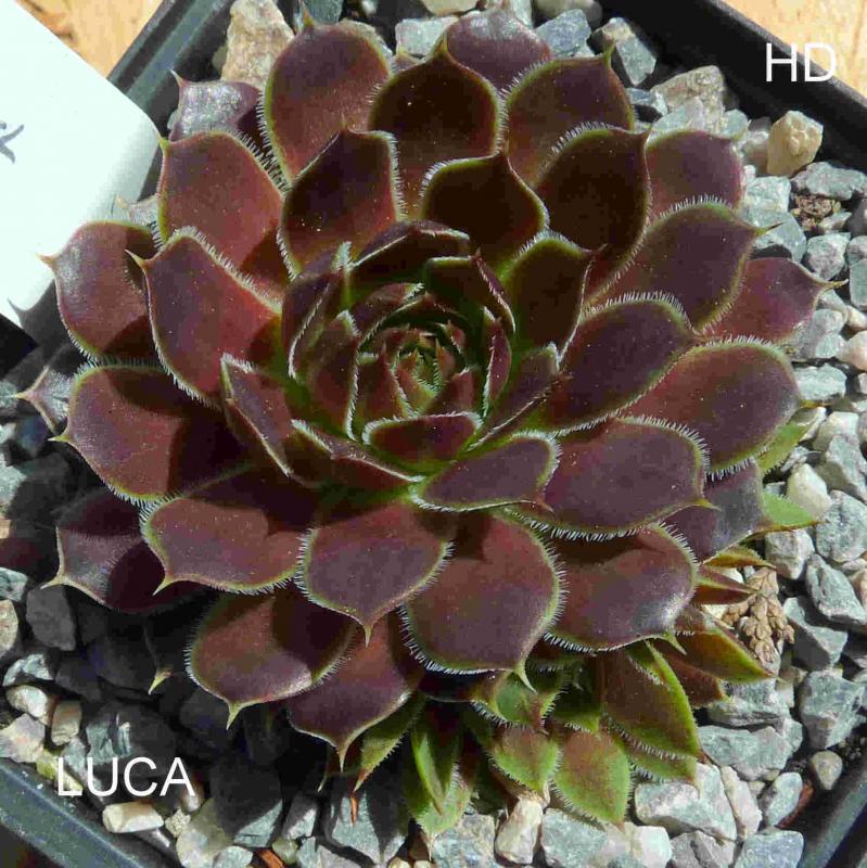 Luca / Jovi