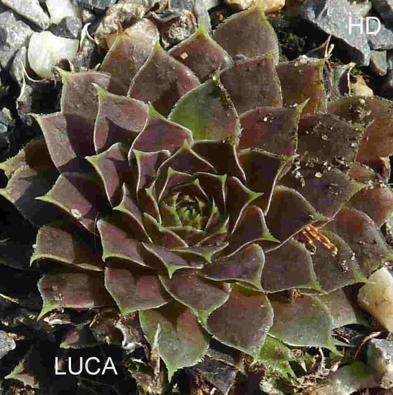 Luca / Jovi