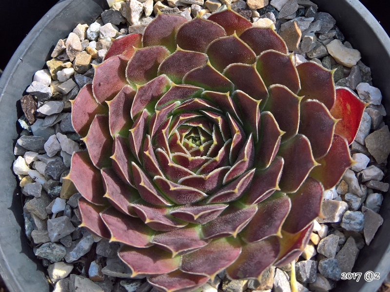Korspel Vieux Rouge / Jovi